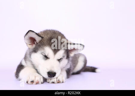 Alaskan Malamute. Cucciolo (6 settimane di età) dormire. Studio Immagine, visto contro uno sfondo viola. Germania Foto Stock