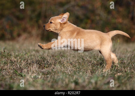 Il Labrador Retriever. Blonde cucciolo (6 settimane di età) in esecuzione su un prato. Germania Foto Stock