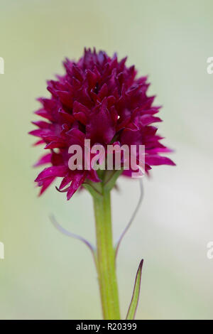 Black Vanilla Orchid (Nigritella nigra), fiore. Parco Nazionale degli Alti Tauri, Carinzia, Austria Foto Stock