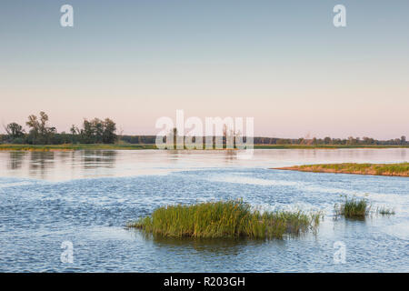 Fiume Oder in luce della sera. Di Oderbruch, Brandeburgo, Germania Foto Stock