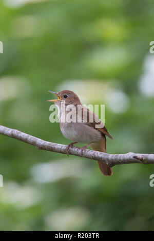 Nightingale (Luscinia megarhynchos). Maschio nella canzone mentre appollaiato su un ramoscello. Germania Foto Stock