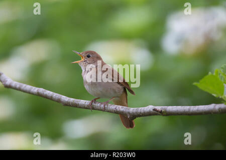 Nightingale (Luscinia megarhynchos). Maschio nella canzone mentre appollaiato su un ramoscello. Germania Foto Stock