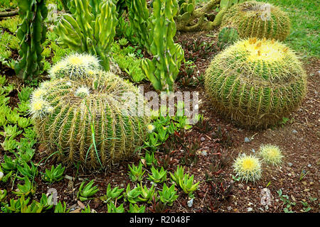 Echinocactus grusonii le piante succulente in giardino esotico Foto Stock