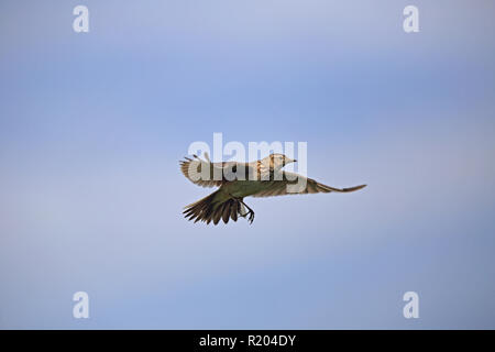Eurasian Skylark, hovering in cielo, isolato Foto Stock
