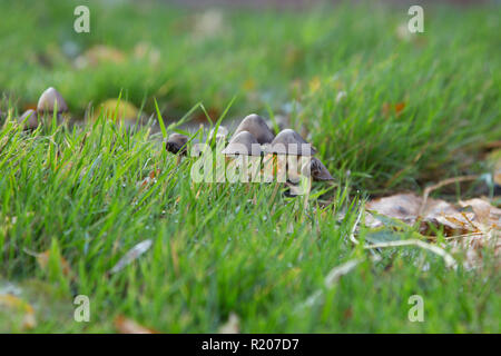 Chiudere il gruppo di funghi che crescono in un prato da un livello degli occhi viewpoint Foto Stock