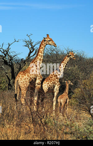 Due giraffe angolana o namibiana giraffe (Giraffa camelopardalis angolensis) con vitello alla savana Etosha Nationalpark, Namibia, Africa Foto Stock