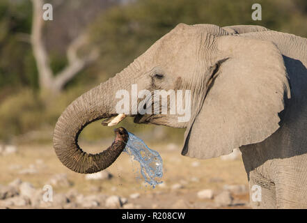 Elephant bere a waterhole nel Parco Nazionale Etosha