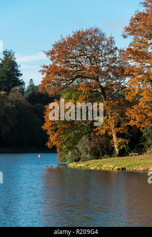 Alberi sulla riva del lago di Berta minore in autunno Foto Stock