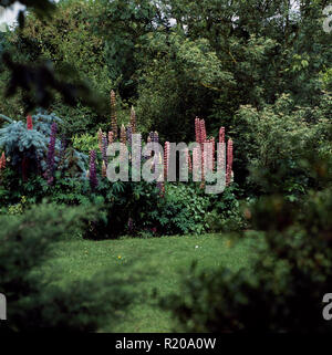 I lupini in frontiera nel paese grande giardino Foto Stock