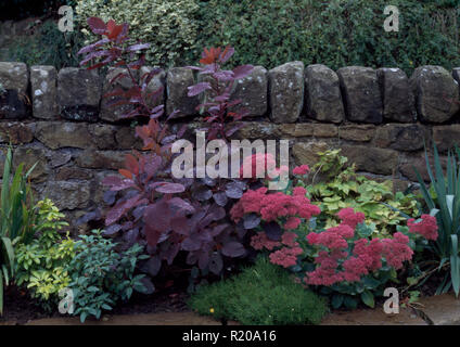 Cotinus Coggyria e sedum belo secco muro di pietra Foto Stock