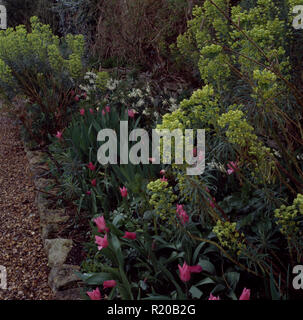 Tulipani rosa e Euphorbia characias nella primavera del confine Foto Stock