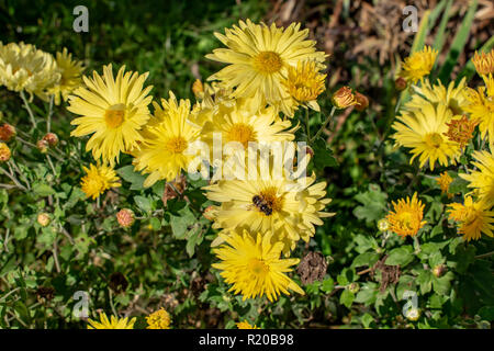 Fiore con ape nel giardino estivo Foto Stock