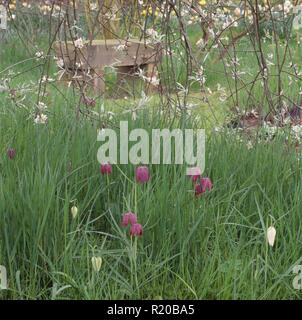 Viola fritillaries crescendo in erba lunga Foto Stock