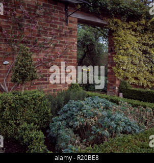 Herb rue crescendo in walled garden Foto Stock