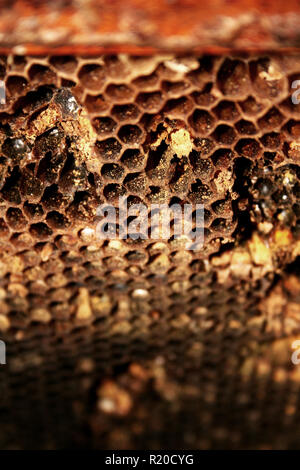 Macro shot di favi. Foto Stock