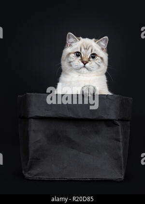 Super cute blue tabby point British Shorthair gattino seduto in carta nera Borsa, guardando la telecamera con occhi azzurri. Isolato su backgro nero Foto Stock