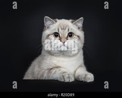 Super cute blue tabby point British Shorthair gattino seduto dietro la scatola nera, cercando di fotocamera con occhi azzurri e zampe sulla scatola. Isolato su Foto Stock