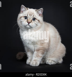 Super cute blue tabby point British Shorthair gattino seduto mezzo lato modi, guardando la telecamera con occhi azzurri. Isolato su sfondo nero. Foto Stock