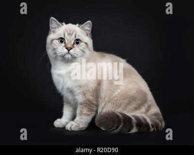 Super cute blue tabby point British Shorthair gattino seduta lato modi, guardando la telecamera con occhi azzurri. Isolato su sfondo nero. Foto Stock