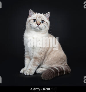 Super cute blue tabby point British Shorthair gattino seduto dritto fino lato modi, guardando la telecamera con occhi azzurri. Isolato sul retro nero Foto Stock