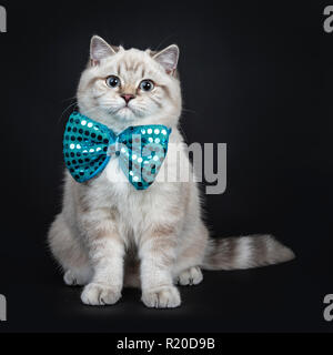 Super cute blue tabby point British Shorthair gattino seduto dritto indossando un blu bow tie, guardando la telecamera con occhi azzurri. Isolato Foto Stock