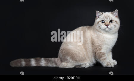 Super cute blue tabby point British Shorthair gattino seduta lato modi, cercando di fotocamera con occhi azzurri. Isolato su sfondo nero. Foto Stock