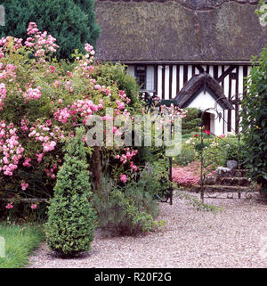 Le rose rosa e agganciata conifera nel giardino del cottage in legno Foto Stock