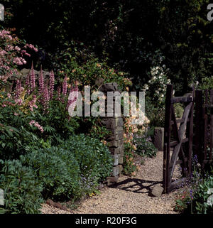 Lupini rosa nel confine accanto al cancello di legno Foto Stock