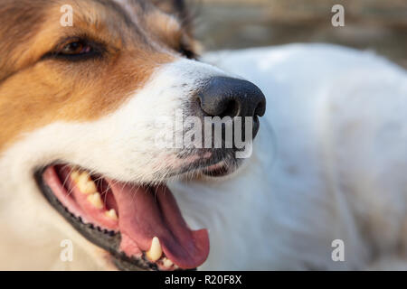 Lato Vista ravvicinata di bianco e marrone di greco il cane pastore con bocca aperta contro lo sfondo sfocato, Foto Stock