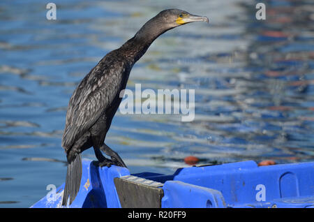 Cormorano phalacrocorax carbo sinensis nel porto di Concarneau, Francia. Foto Stock