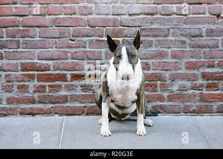 Una Bull Terrier cane guarda mentre è seduto di fronte ad un edificio in mattoni Foto Stock