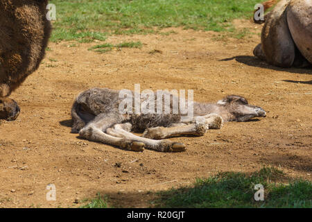 Bactrian camel (Camelus bactrianus) Foto Stock