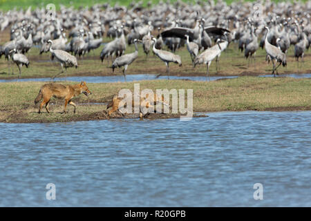 Golden Jackal (Canis aureus), chiamato anche Common Jackal, fotografato nella valle di Hula, in Israele Foto Stock