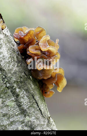 Cervello frondoso, chiamato anche jelly foglia marrone e della strega, burro Tremella foliacea Foto Stock