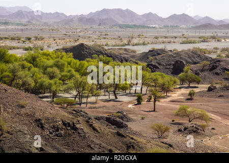 Verdi alberi in un letto asciutto del fiume (wadi), nella regione delle montagne Hajar, Nizwa, Oman. Foto Stock