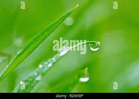 Close up di un dewdrop appeso su un singolo blade dell'erba. Foto Stock