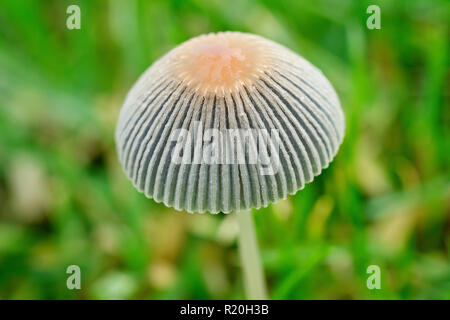 Piccolo Ombrello giapponese Toadstool (coprinus plicatilis), anche chiamato Inkcap pieghettata (parasola plicatilis), in prossimità della piccola corpo fruttifero. Foto Stock