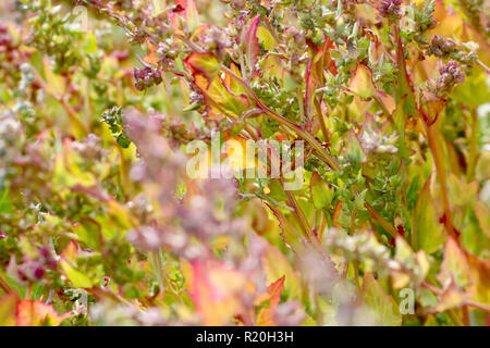 Un immagine astratta di spear-lasciava Orache (atriplex prostrata o Atriplex hastata) in vivaci colori autunnali. Foto Stock