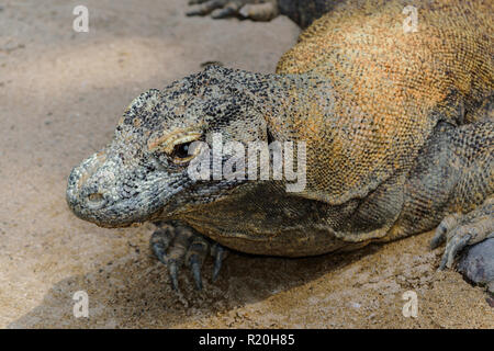 Ritratto di un enorme drago di Komodo in appoggio sulla sabbia a Bali, in Indonesia Foto Stock