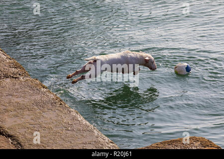 Cane di razza miniatura Bull Terrier (sequenza diverse foto). I capelli corti e bianco (clear). Il Salto a giocare in acqua (mare) con sfera (palla) su Foto Stock