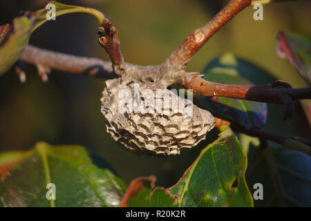 Un close-up di un abbandonato il nido di vespe su un ramo di un albero di persimmon Foto Stock