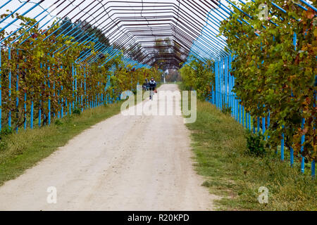 Un grande passo è un gazebo realizzato di aste di metallo lungo una strada sterrata. Strada gazebo realizzato in acciaio per l'uva. Uve blu. Foto Stock