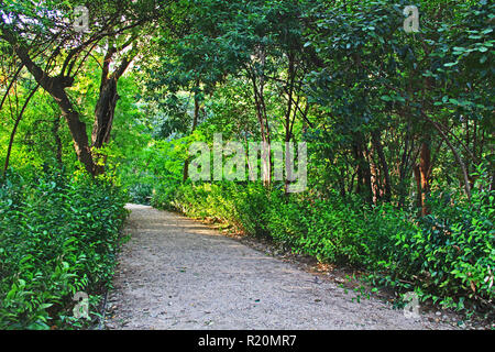 Rocky percorso a piedi attraverso una zona boschiva ad Atene in Grecia Foto Stock