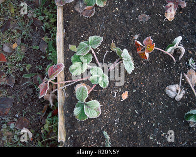 Piante congelate su letto di verdure, overhead close-up Foto Stock