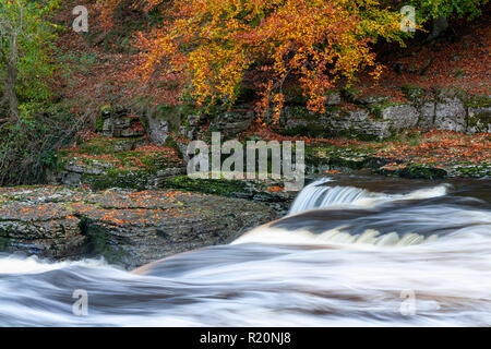 Aysgarth cade nel Yokshire Dales in autunno, Inghilterra Foto Stock