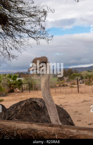 Struzzo comune al Safari azienda di struzzi, Oudtshoorn, Sud Africa Foto Stock