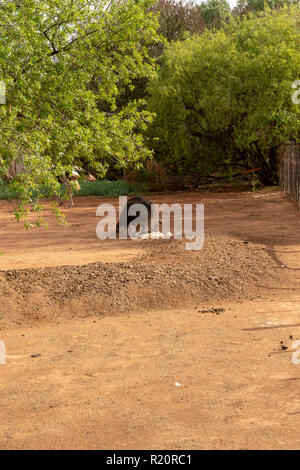 Struzzo comune al Safari azienda di struzzi, Oudtshoorn, Sud Africa Foto Stock