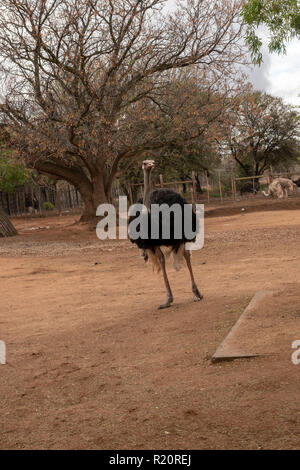 Struzzo comune al Safari azienda di struzzi, Oudtshoorn, Sud Africa Foto Stock