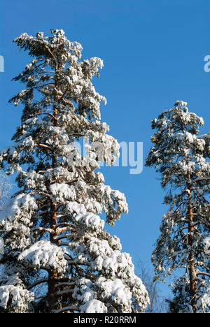 Neve coperto da alberi di pino Foto Stock