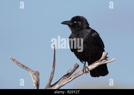 Little crow Foto Stock